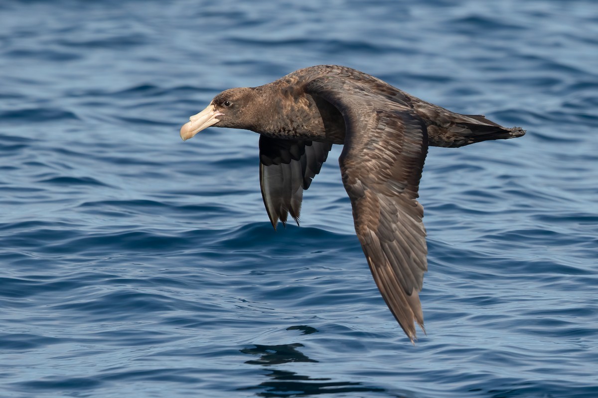 Northern Giant-Petrel - ML643715482
