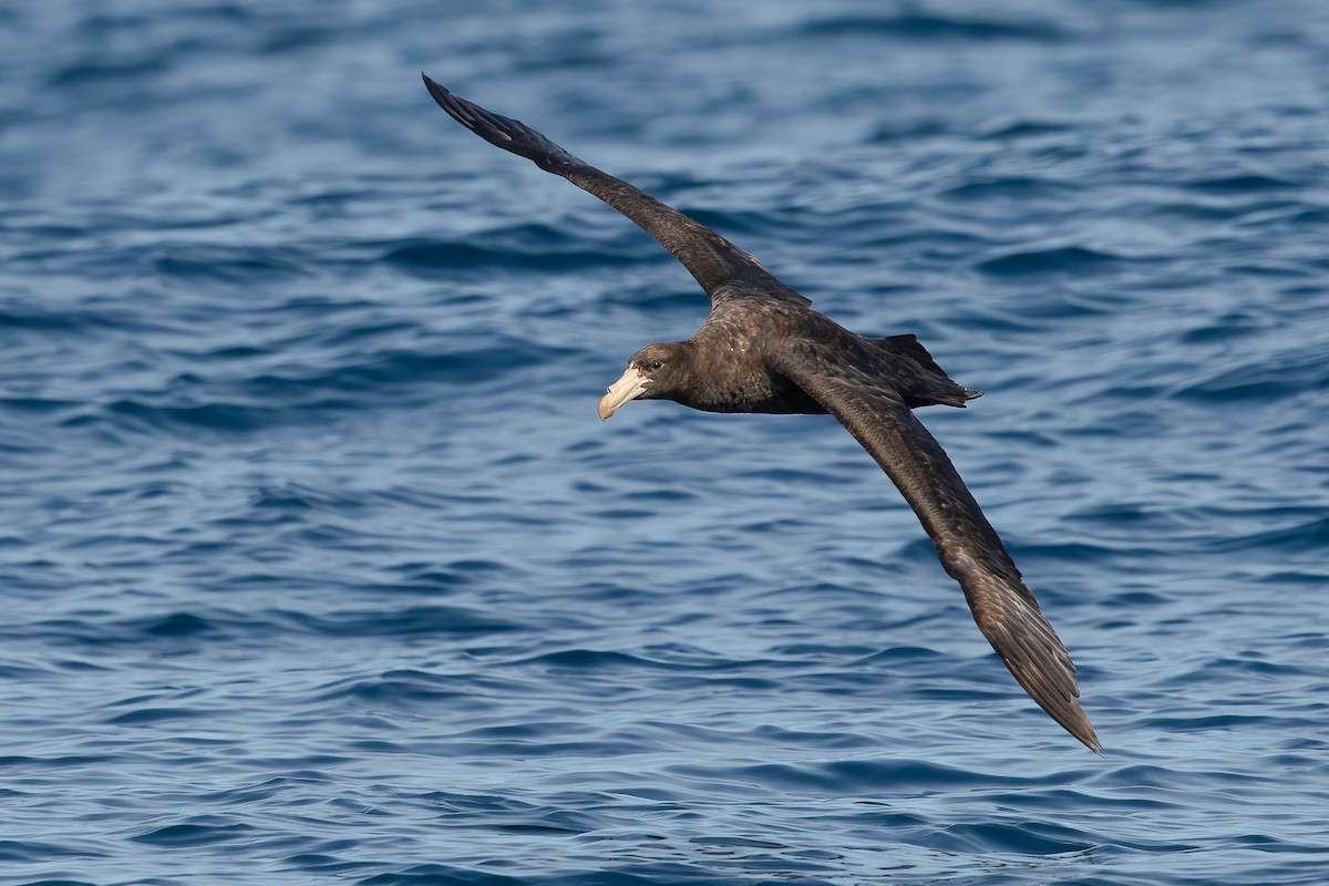 Northern Giant-Petrel - ML643715483