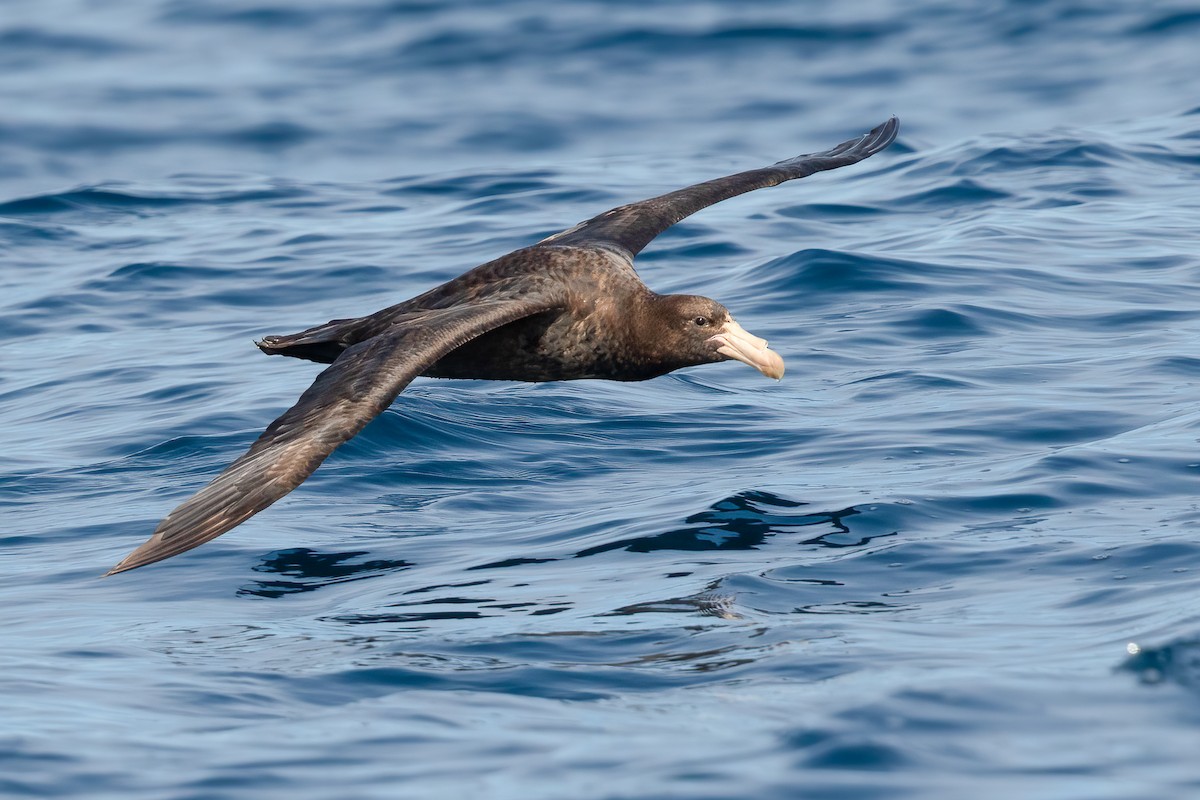 Northern Giant-Petrel - ML643715484