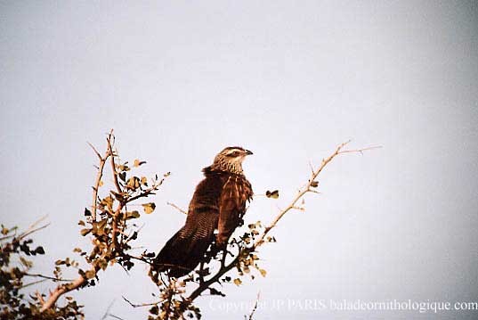 Коукал білобровий - ML643715498
