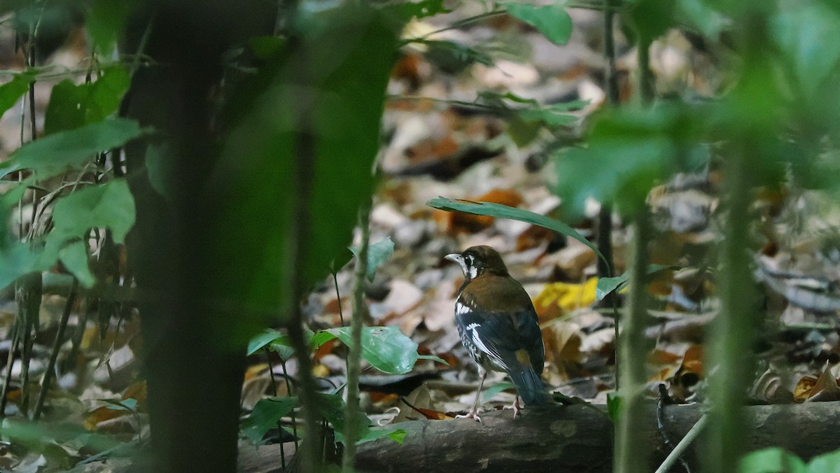 Rusty-backed Thrush - ML643715501