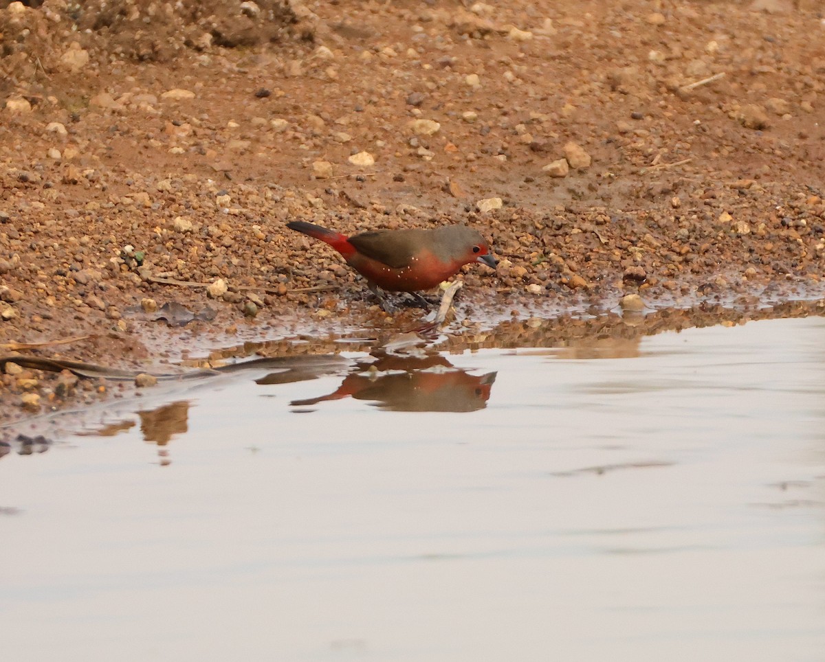 African Firefinch - ML643715510