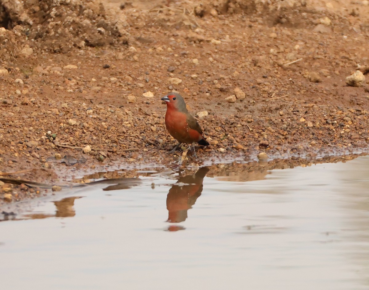 African Firefinch - ML643715512