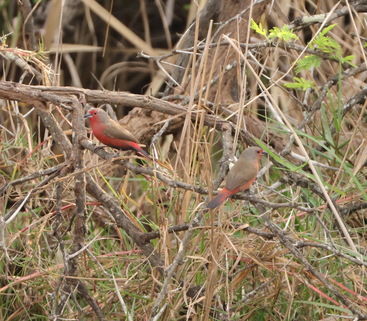 African Firefinch - ML643715537