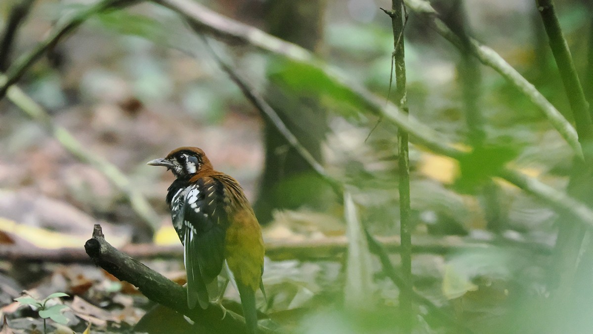 Rusty-backed Thrush - ML643715539