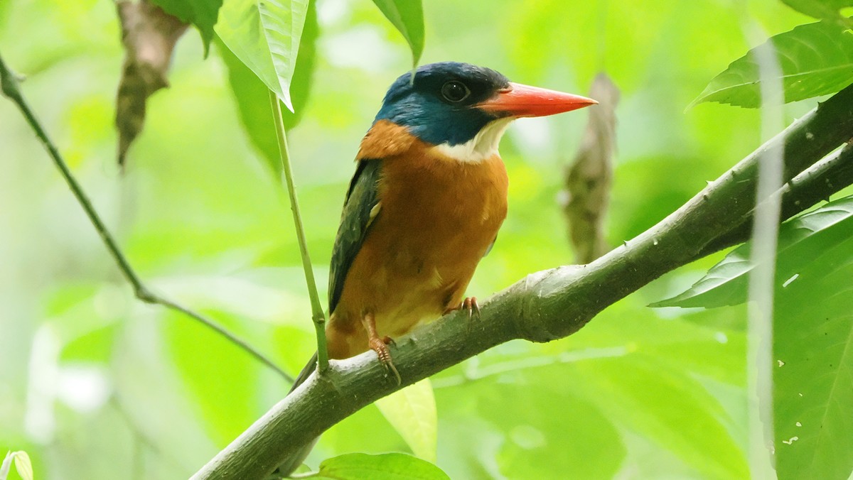 Green-backed Kingfisher (Blue-headed) - ML643715548