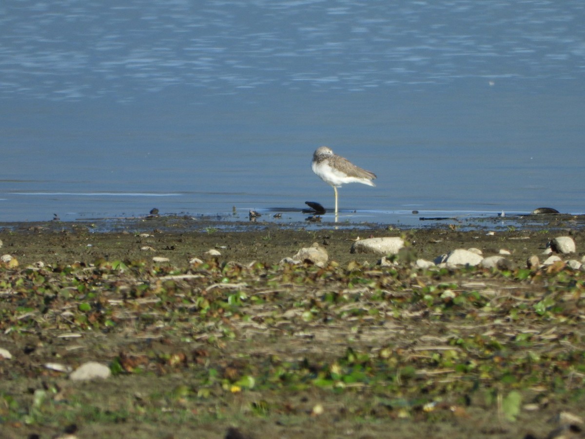 Common Greenshank - ML643715554