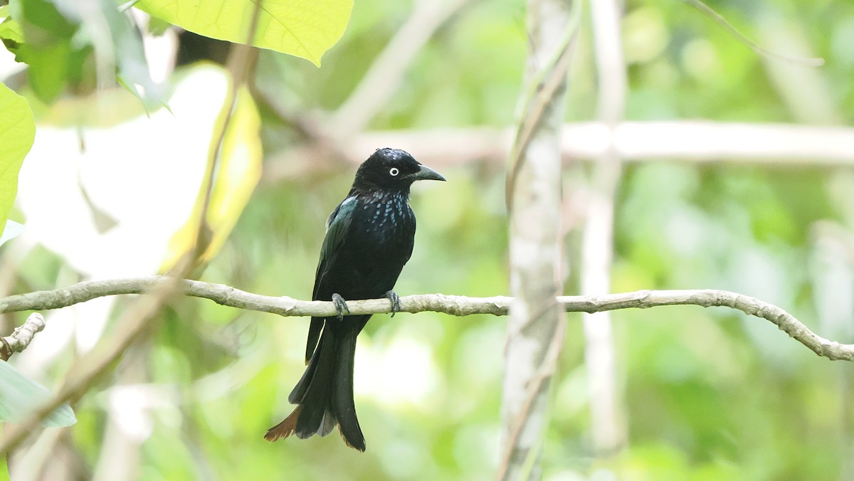 Hair-crested Drongo (White-eyed) - ML643715562