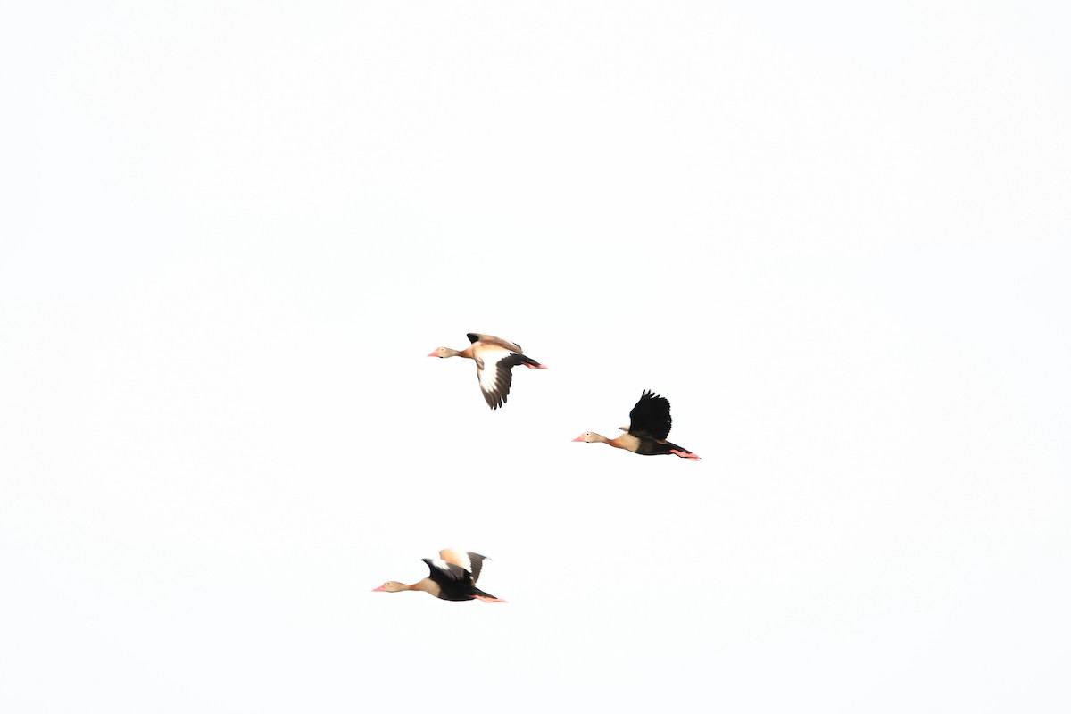 アカハシリュウキュウガモ - ML643715568