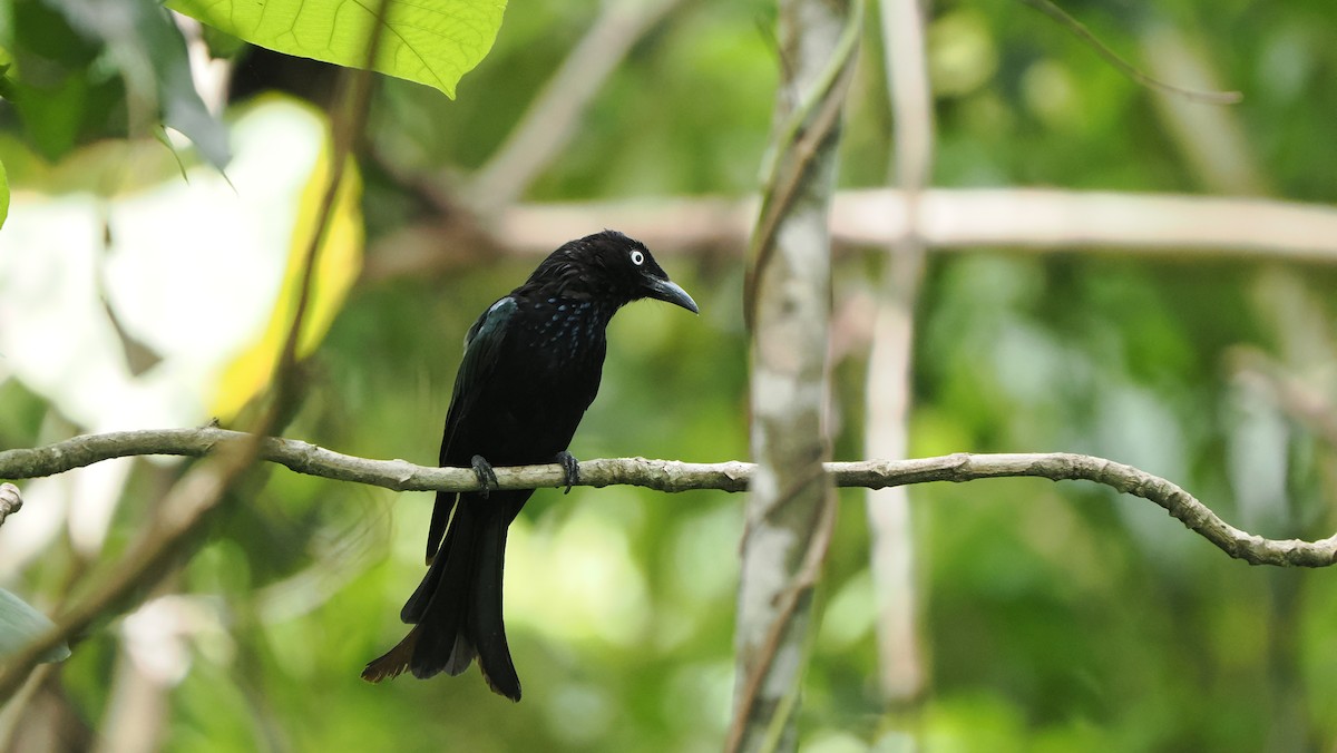 Hair-crested Drongo (White-eyed) - ML643715569