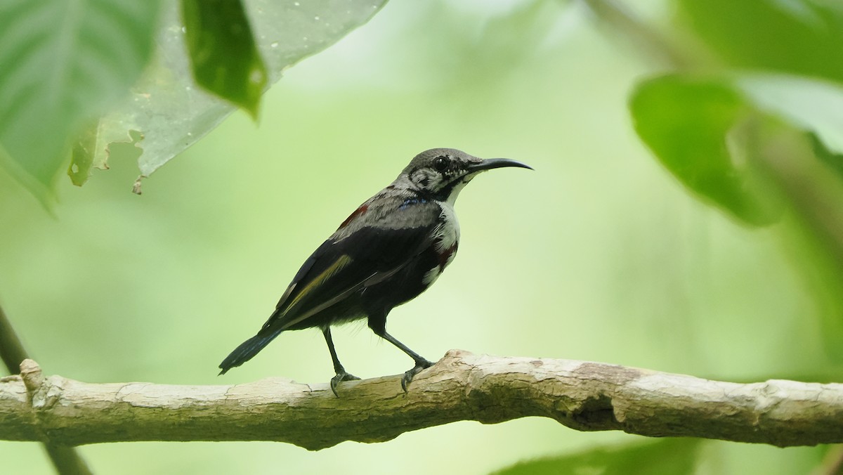 Black Sunbird (North Sulawesi) - ML643715585