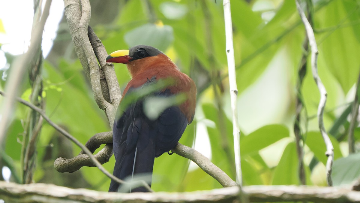 Yellow-billed Malkoha - ML643715594