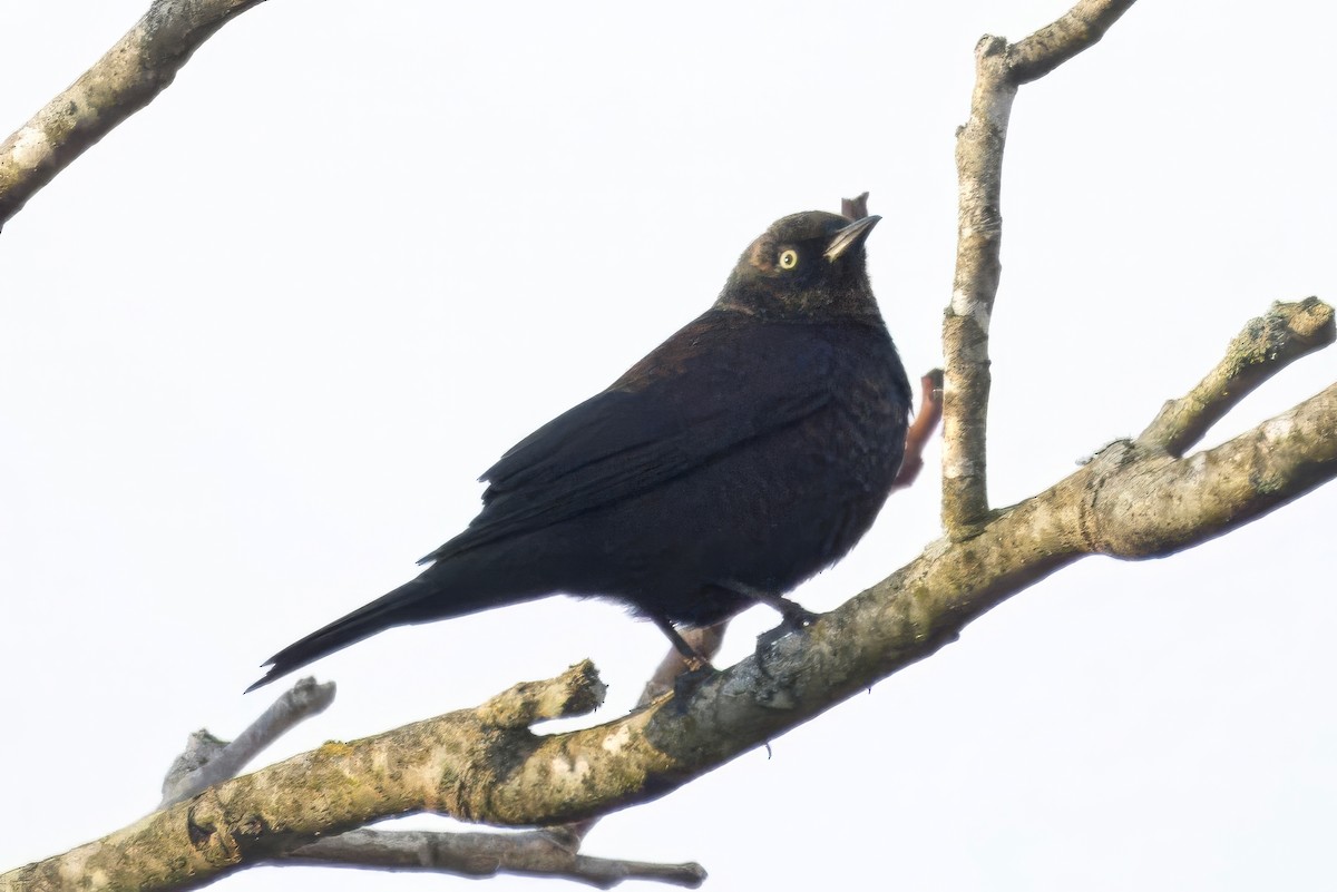 Rusty Blackbird - ML643715609
