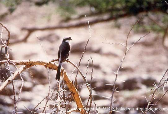 Gray-backed Fiscal - ML643715712