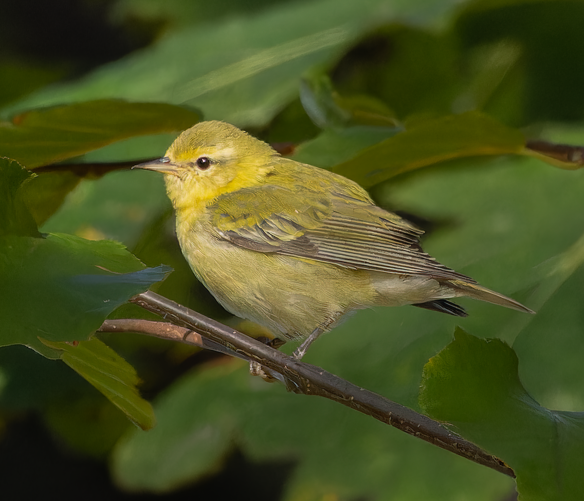 Tennessee Warbler - ML643715726