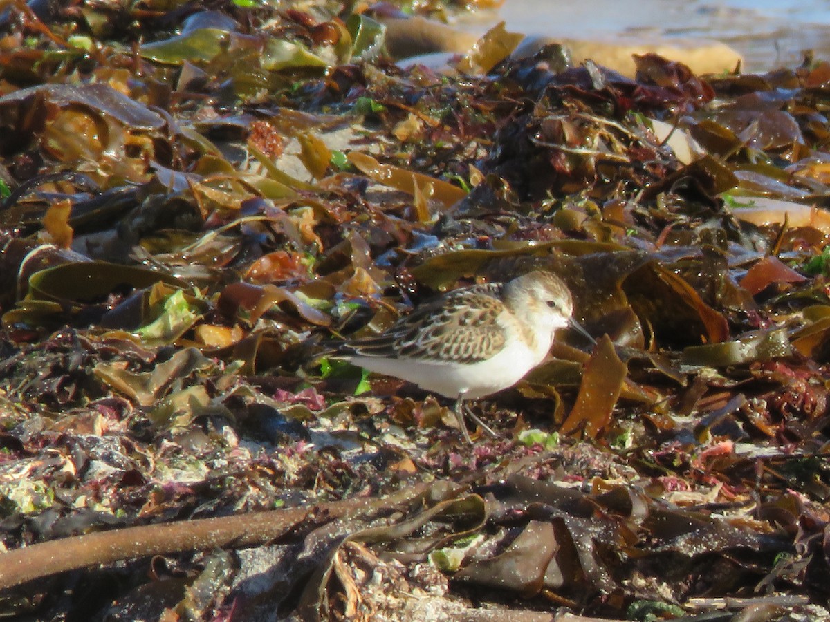 Little Stint - ML643715746