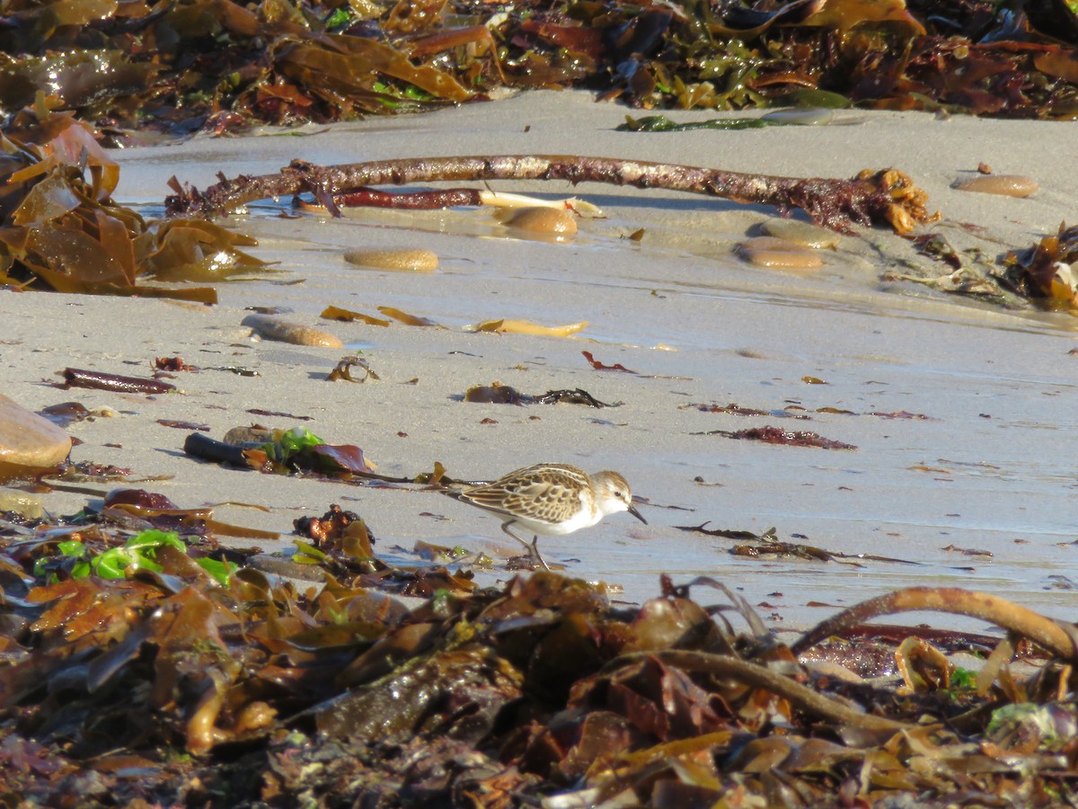 Little Stint - ML643715757