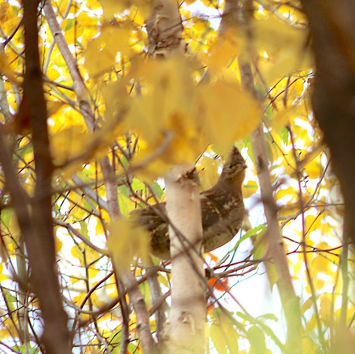 エリマキライチョウ - ML643715759