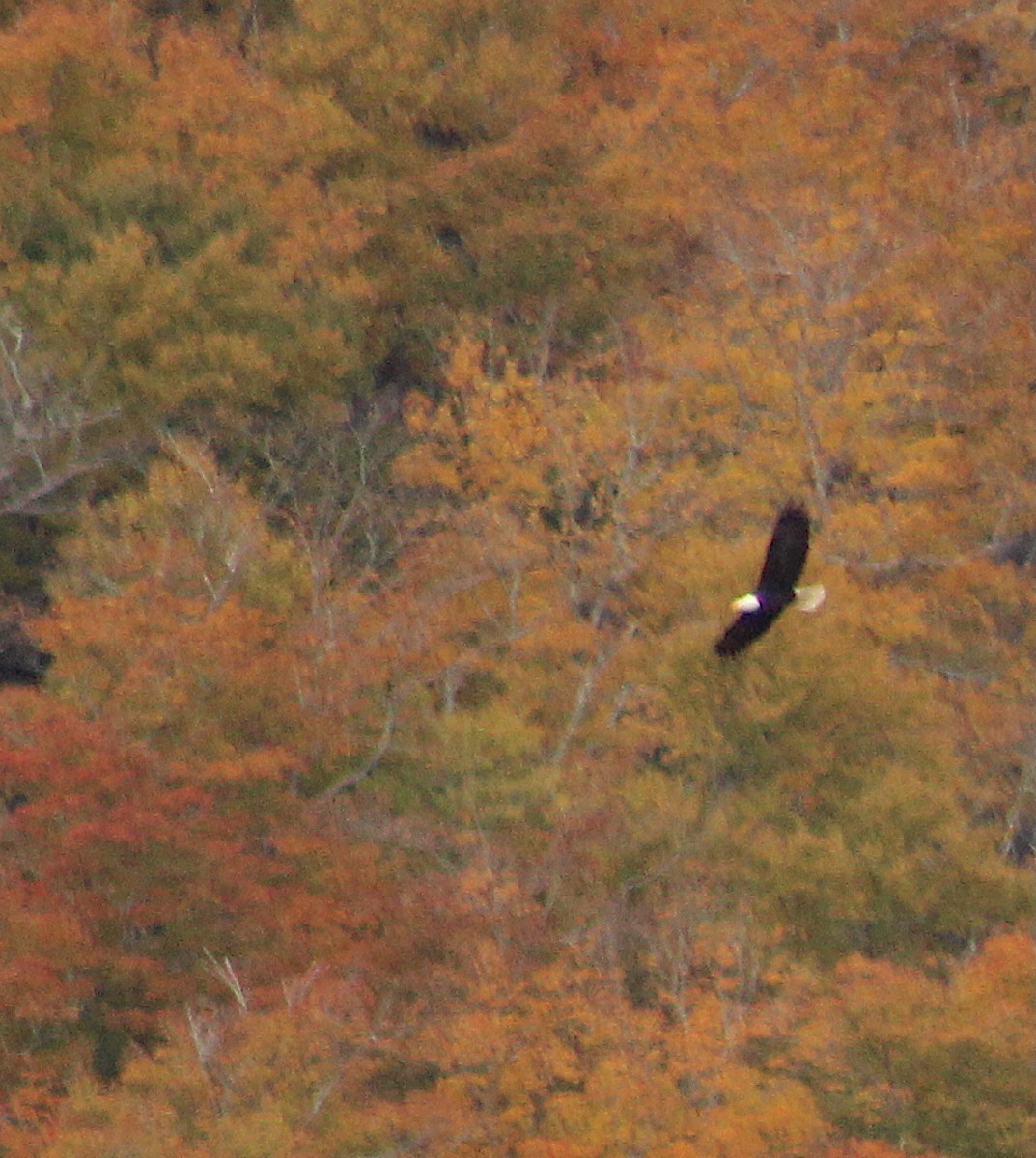 ハクトウワシ - ML643715767