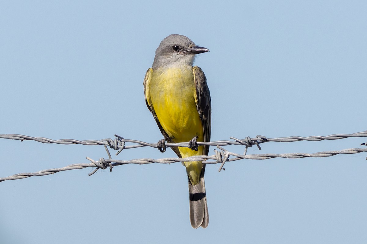 Tropical Kingbird - ML643715786