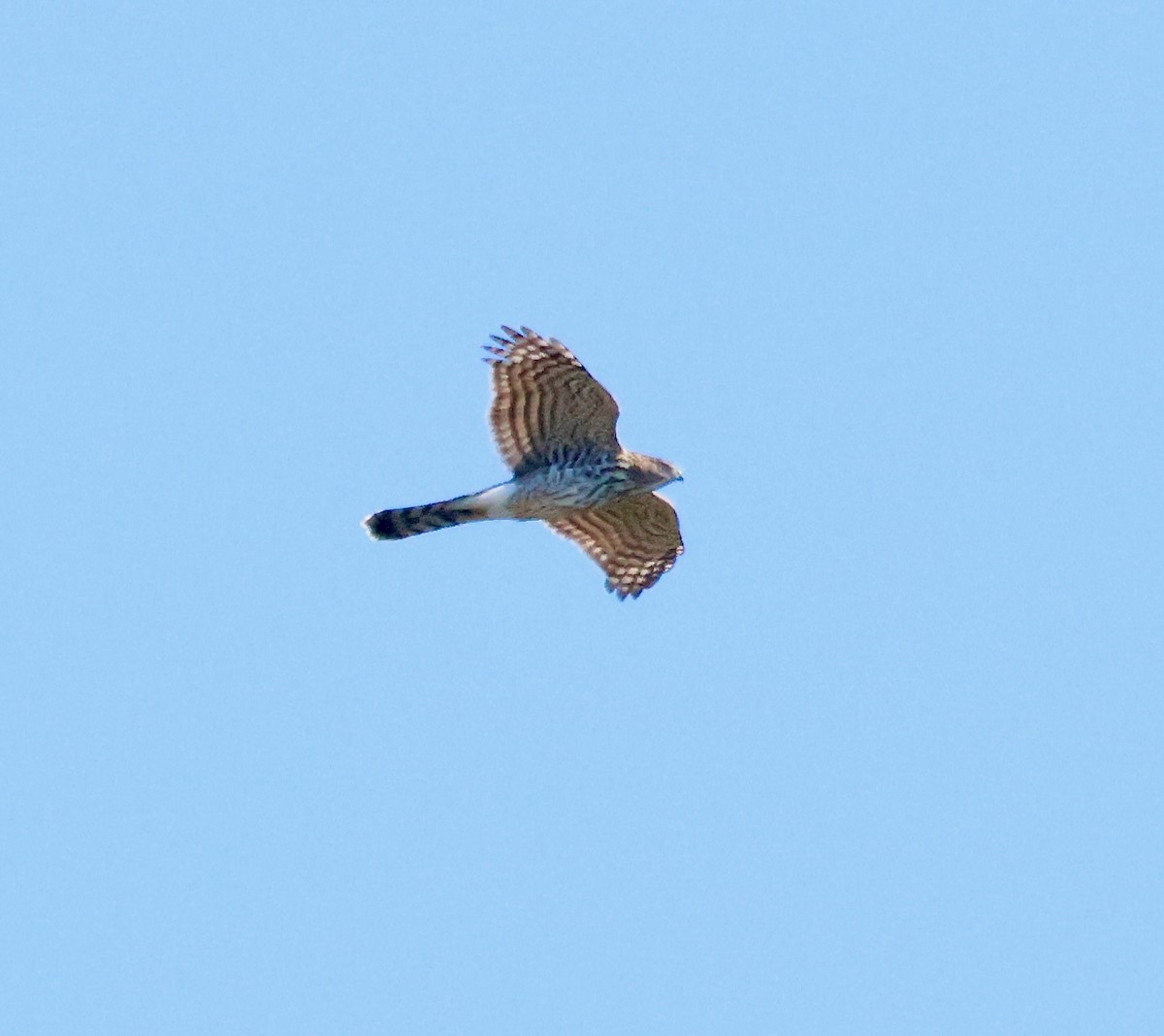Sharp-shinned Hawk - ML643715823