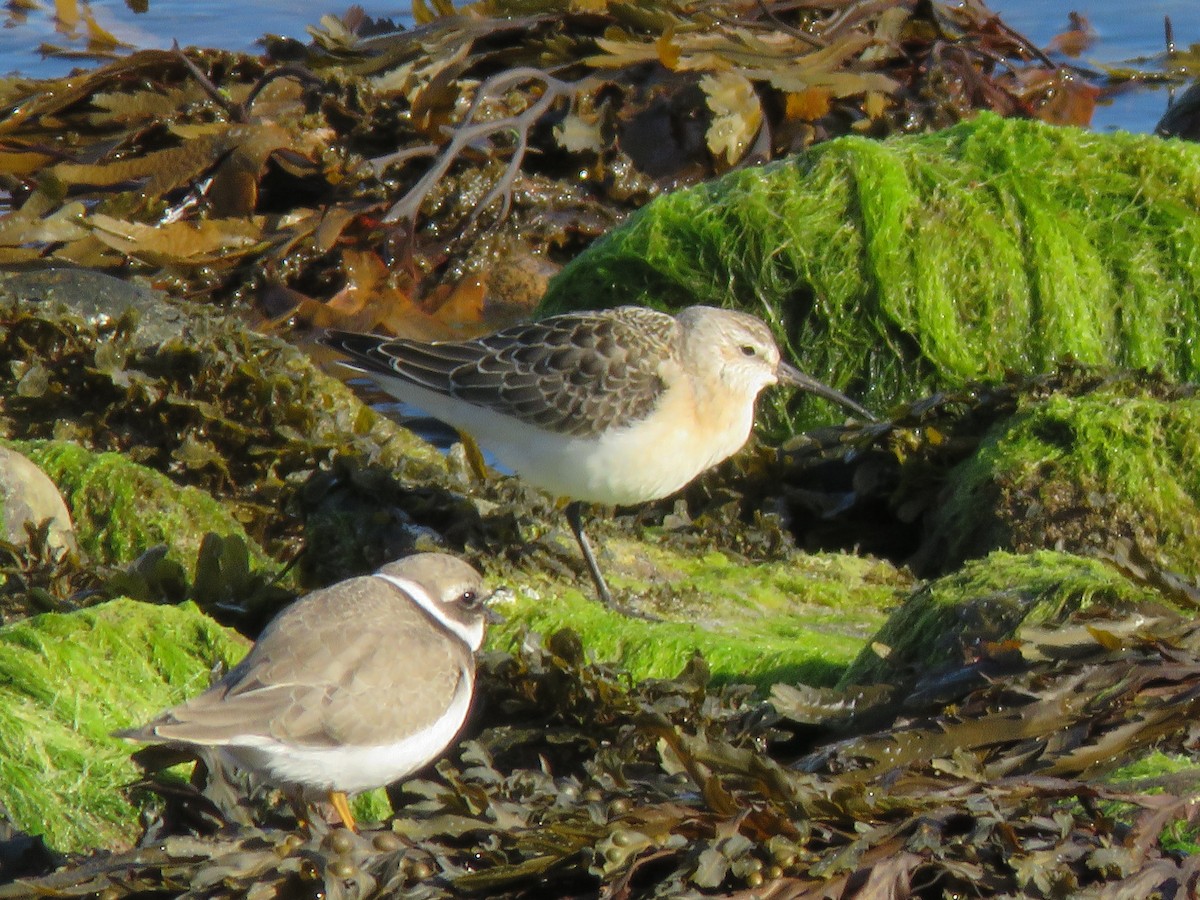 Curlew Sandpiper - ML643715824