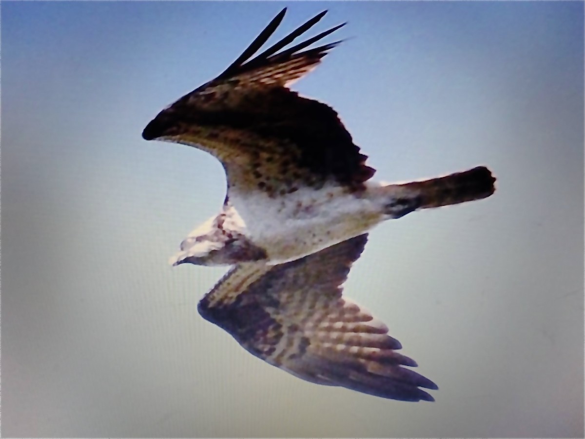 Osprey - ML643715831