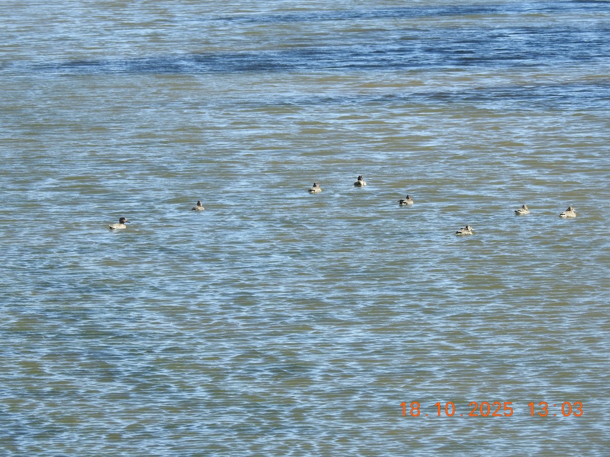 Green-winged Teal - ML643715834
