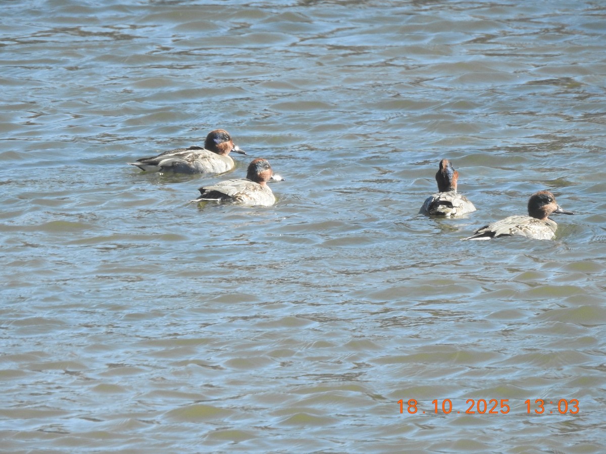 Green-winged Teal - ML643715835