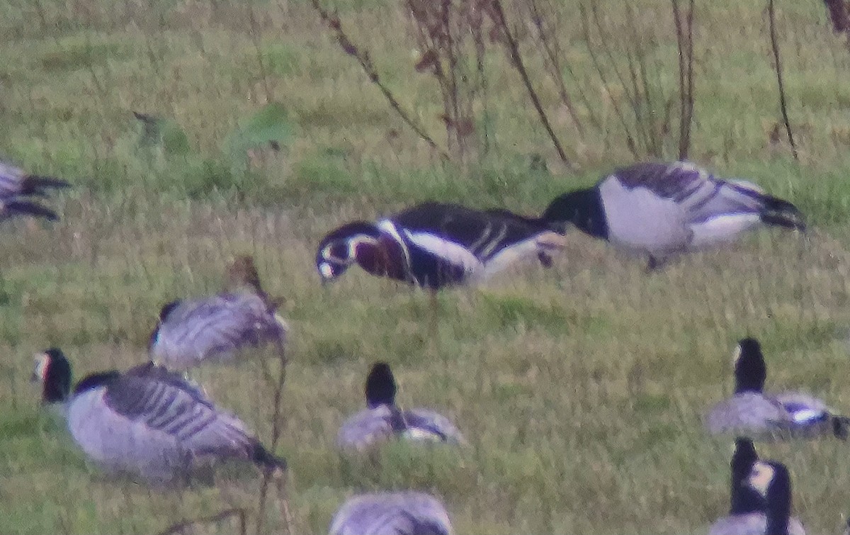 rødhalsgås - ML643715852