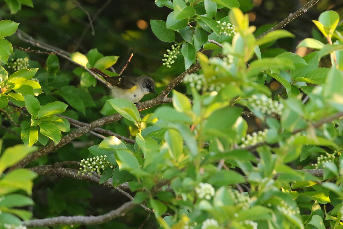 American Redstart - ML643715866