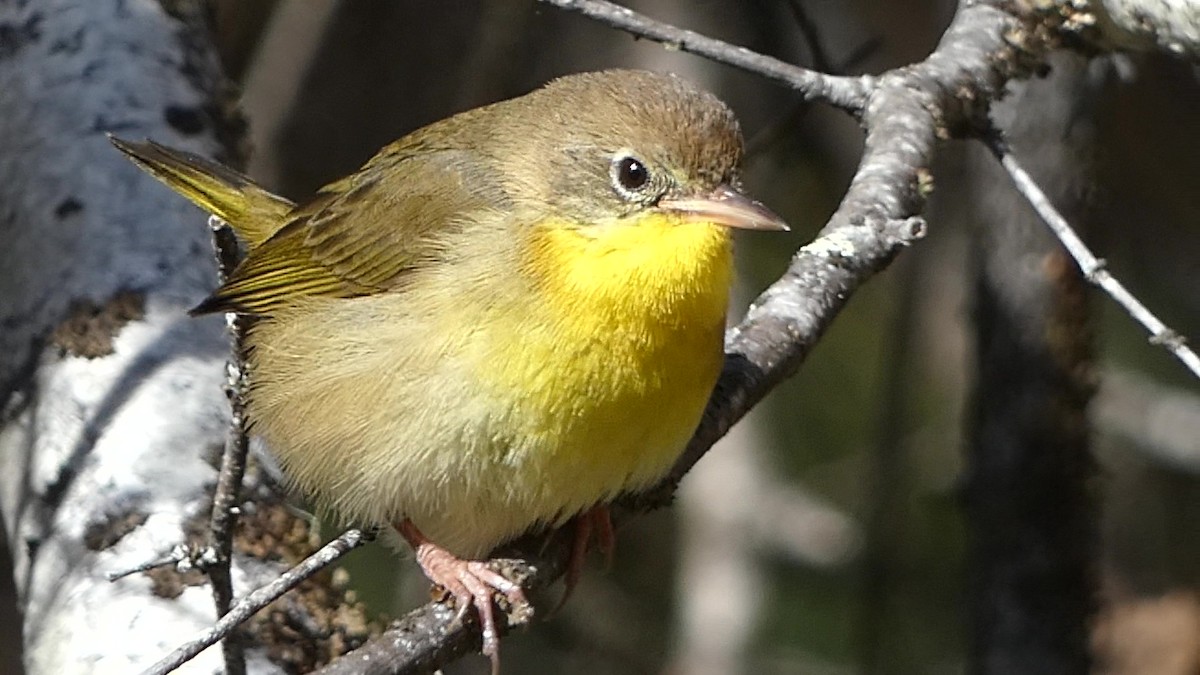 Common Yellowthroat - ML643715874
