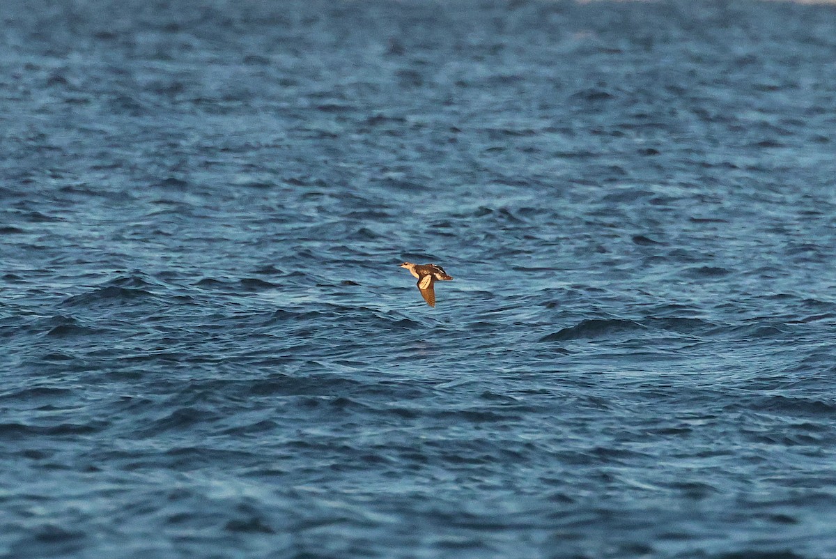 Black Guillemot - ML643715886