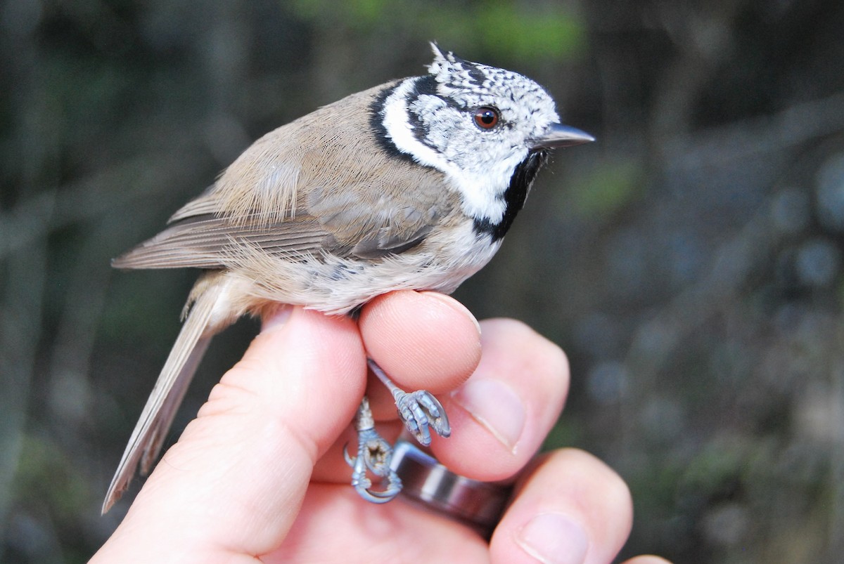Mésange huppée - ML643715894