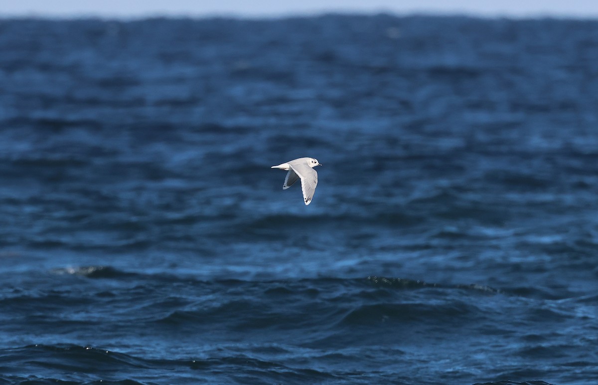 Little Gull - ML643715907