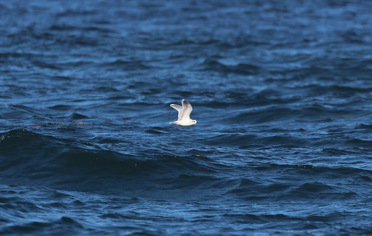 Little Gull - ML643715908