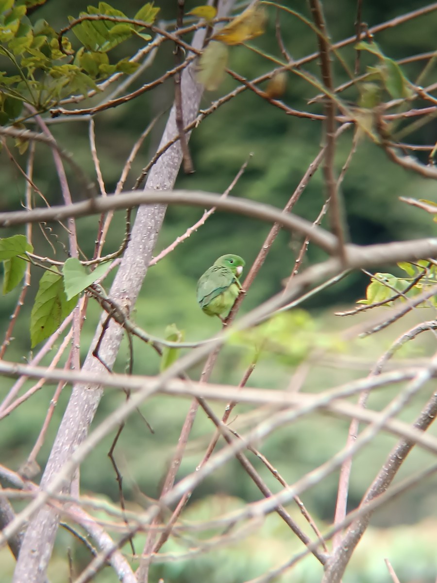 Spectacled Parrotlet - ML643715924