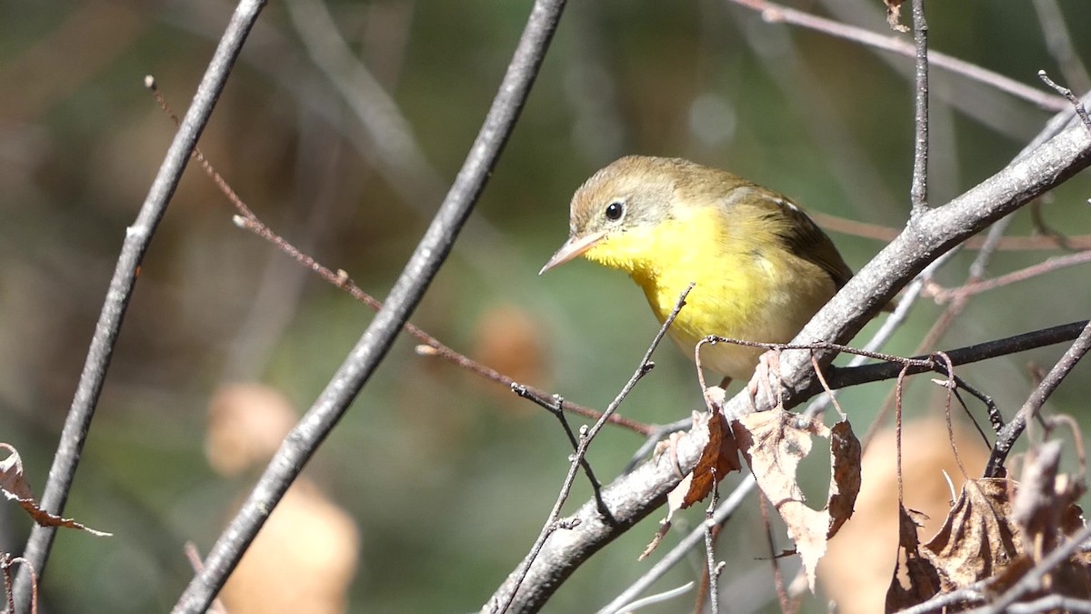 Common Yellowthroat - ML643715976