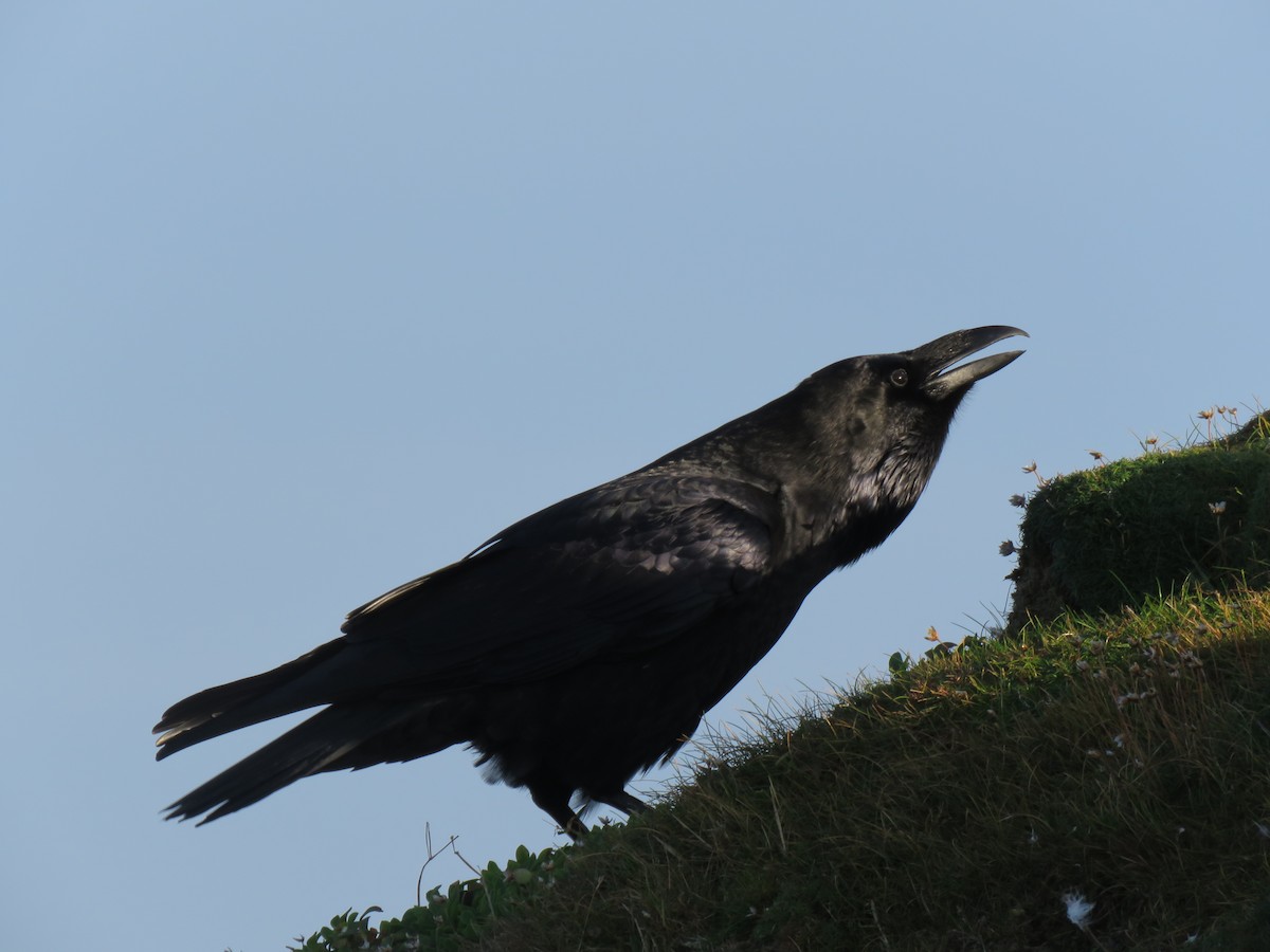Common Raven - ML643715987