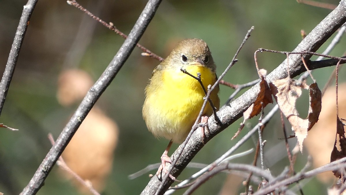 Common Yellowthroat - ML643716014