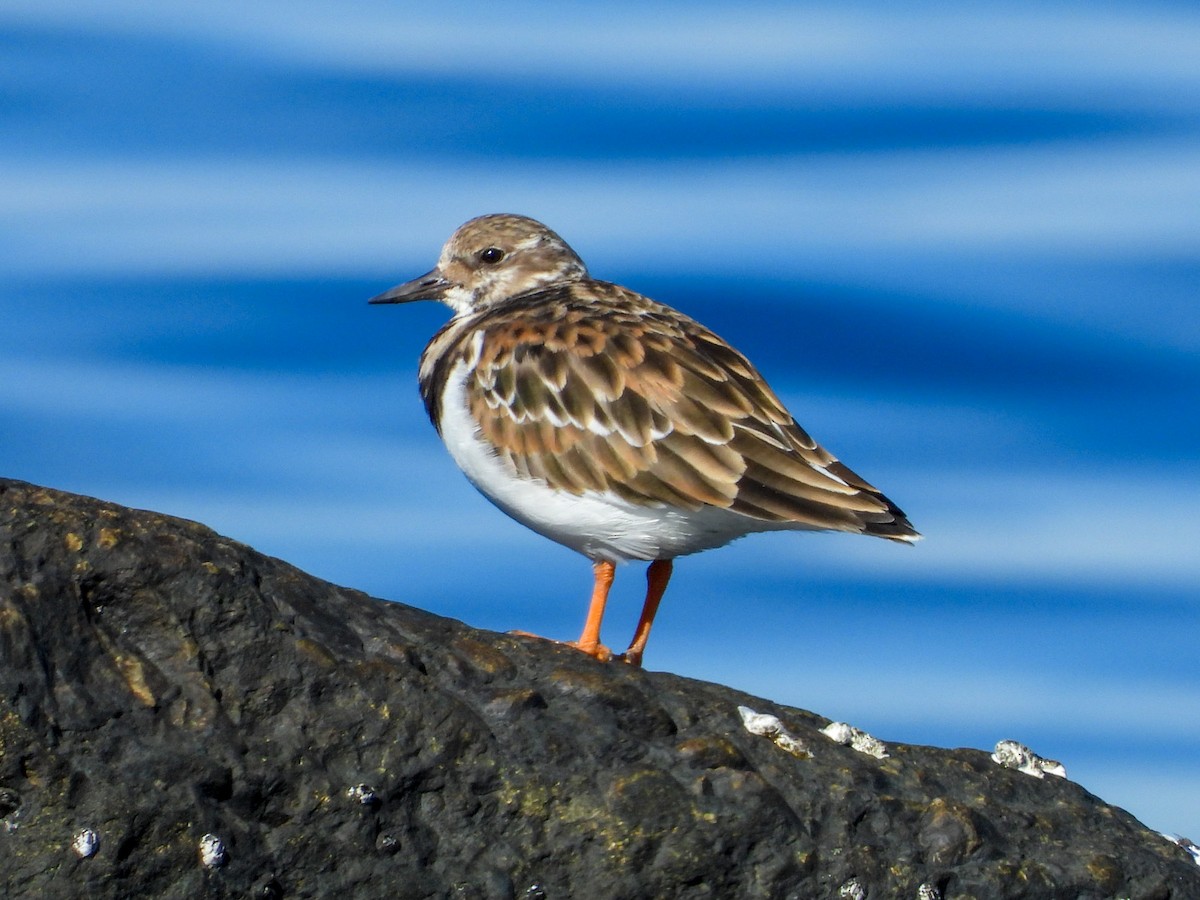 キョウジョシギ - ML643716018