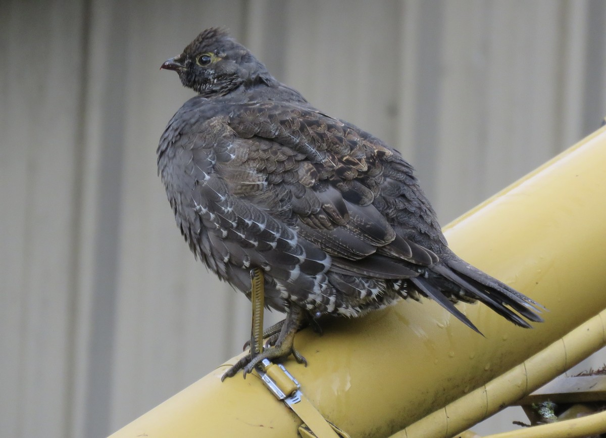 Sooty Grouse - ML643716030