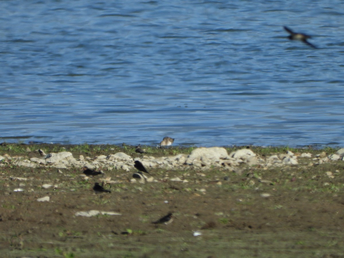 Dunlin - ML643716034