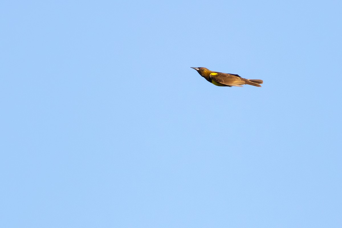 Brown-and-yellow Marshbird - ML643716040