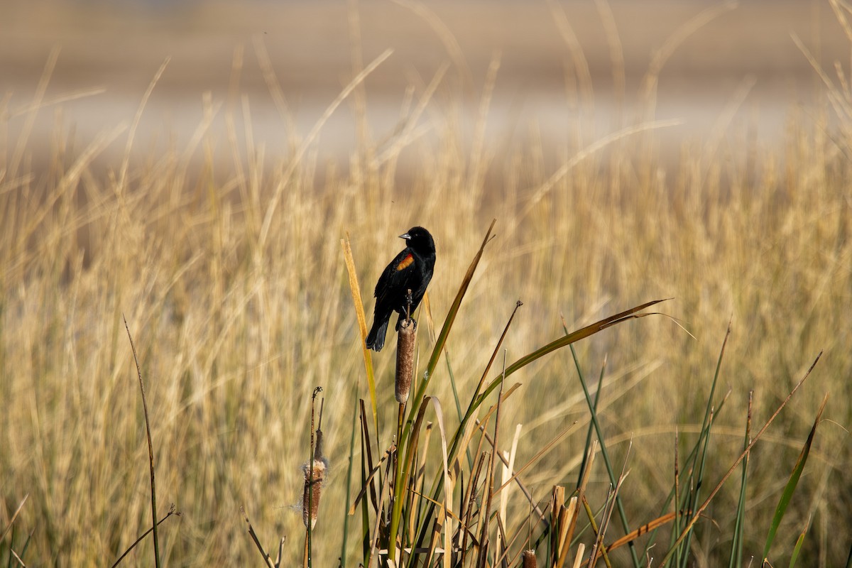 vlhovec červenokřídlý - ML643716057