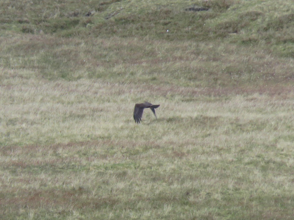 Western Marsh Harrier - ML643716066
