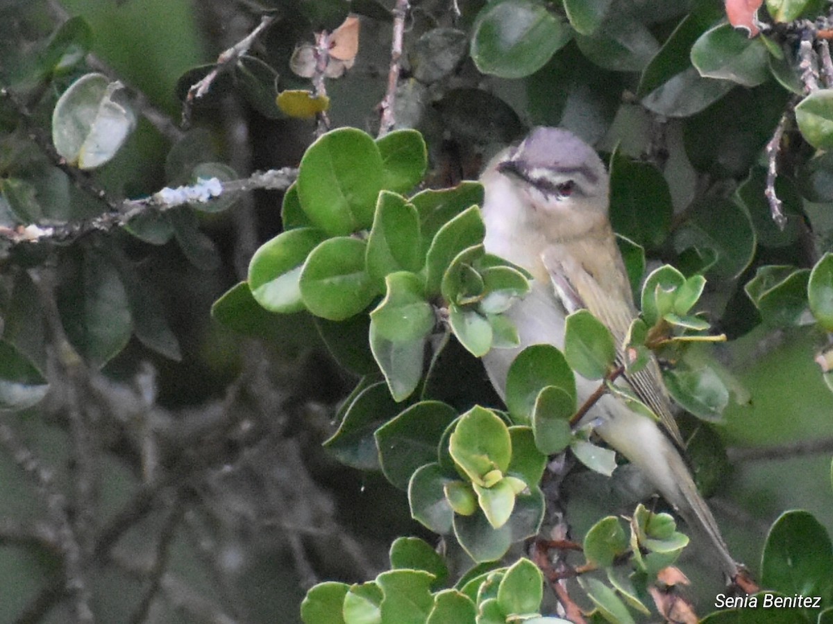 Red-eyed Vireo - ML643716068