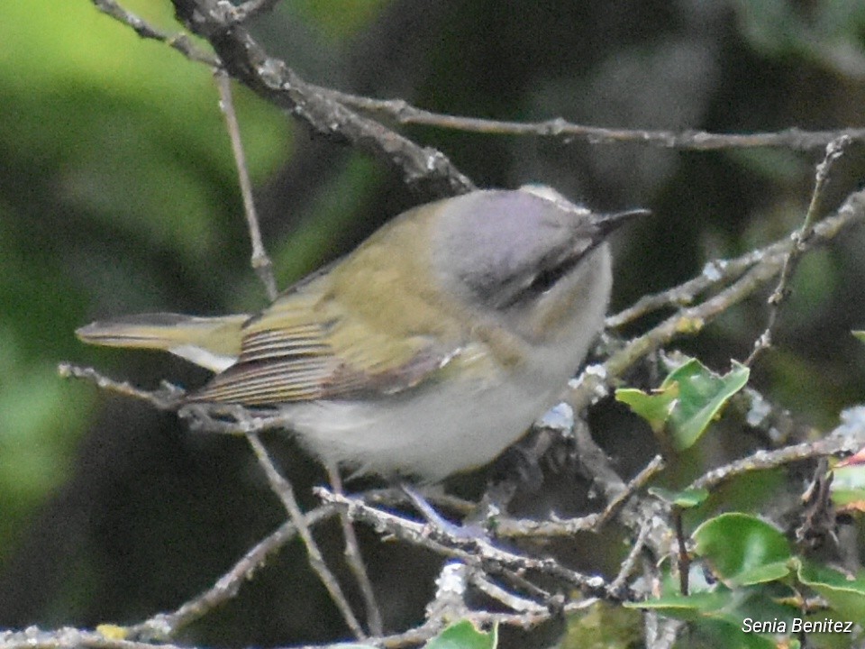 Red-eyed Vireo - ML643716069