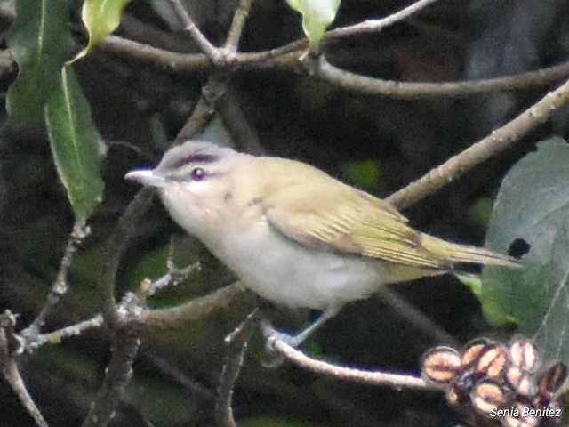Red-eyed Vireo - ML643716070