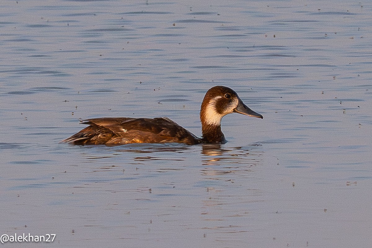 Southern Pochard - ML643716075